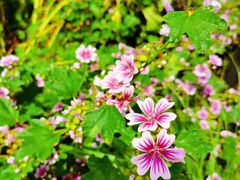 -前小桔亲子创意农场·草莓采摘·露营烧烤