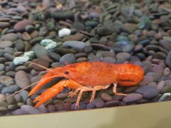 -上海大自然野生昆虫馆(东方明珠·爬宠昆虫探索中心)