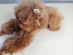 -小伙伴宠物医院·CT·骨科·眼科(高新店)