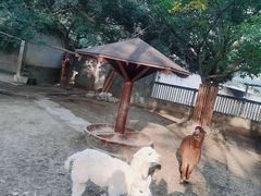 -成都动物园