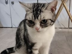 -猫房·猫吧·猫咖(龙湖时代汇店)