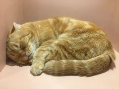 -猫儿山۰猫主题餐厅