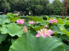 -陈家山荷花公园