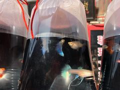 -华声天桥民俗文化园