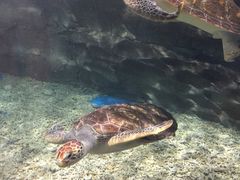 -梦幻海洋王国(吾悦广场张家港店)