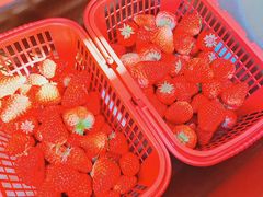 -大自然农场蔬菜草莓采摘园