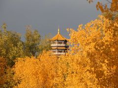 -金塔沙漠胡杨林景区