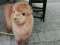 -1013 PET SHOP 宠物商店(近铁城市广场店)