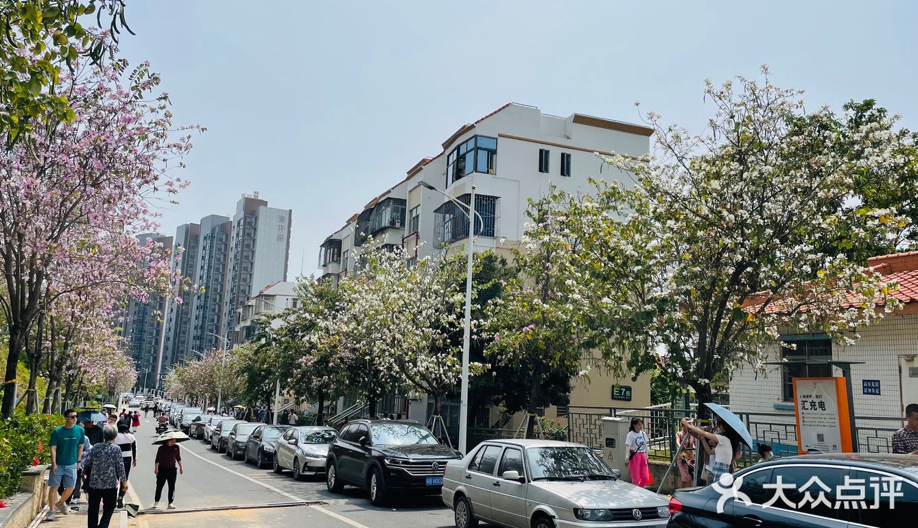 樱花已谢，游乐园永存
