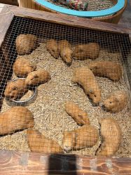 -酷嗒动物文化乐园(cutezoo西溪乐天城店)