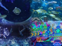 -大连圣亚海洋世界