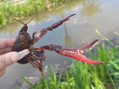 -同銮特种养殖场·龙虾垂钓