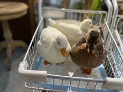 -共舞时光猫咖·狗咖(新街口店)