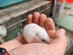 -三圣花乡旅游区