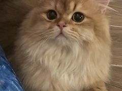 -猫大福·Fortune Cat猫舍(百子湾店)
