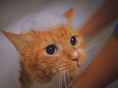 -1013 PET SHOP精品宠物商店(丁香店)