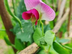 -广州市流溪河国家森林公园