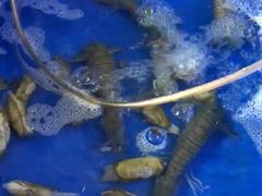-QQ海鲜餐厅