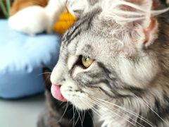 -十年猫舍·猫咪专门店(普陀店)
