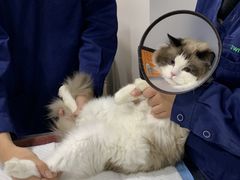 -佳雯宠物医院·皮肤科·内外科(春晓路分院)