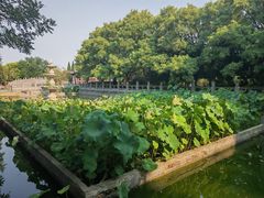 -洛阳白马寺