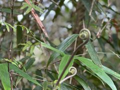 -海南热带雨林国家公园吊罗山景区
