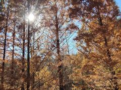 -白水寺森林公园