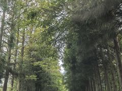 -山王坪喀斯特国家生态公园