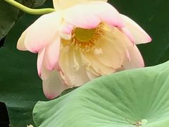 -荷塘月色湿地公园·向阳花洲