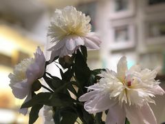 -燕庭·纯燕窝·甜品下午茶(日月光店)