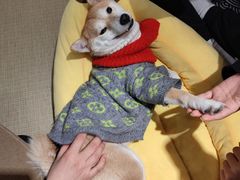-逗柴咖啡屋·狗咖猫咖宠物桌游