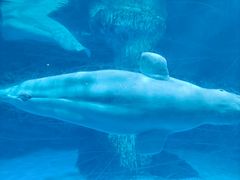 -海合安武汉极地海洋公园