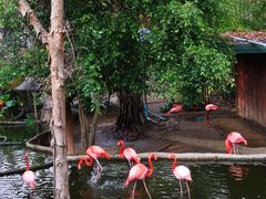 -清迈夜间动物园