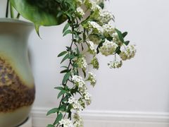 -双季花艺园艺市场(浦东店)