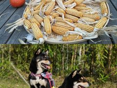 -前小桔亲子创意农场·草莓采摘·露营烧烤