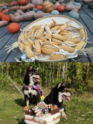 -前小桔亲子创意农场·草莓采摘·露营烧烤