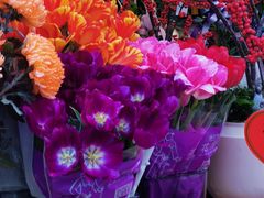 -溪岸路花鸟市场