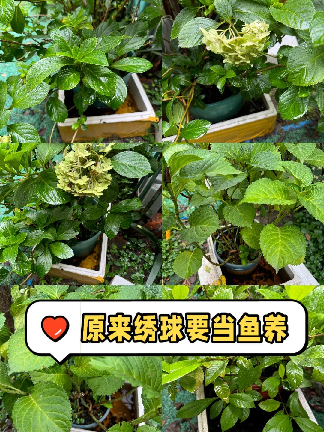 原来绣球要当鱼养!