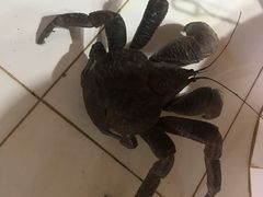 -海盗餐厅