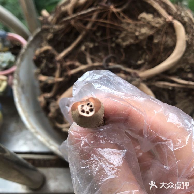 碗莲的简易种植