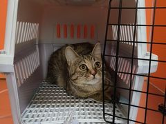 -瑞派福兴宠物医院犬猫全科·骨科·中西医结合(河东店)