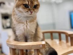 -有喵·猫咖·狗咖·40+猫狗有小奶狗(岗厦店)