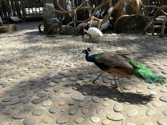 -西双版纳原始森林公园