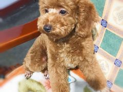 -帕帕拉兹宠物(亚洲旗舰店)