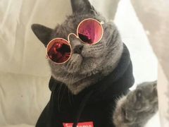 -喵zoo家庭繁育猫舍(尖东智能花园店)