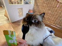 -楼上猫咖(罗湖店)