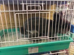 -宠物兔专门店(天丰利市场店)