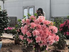 -石家庄市植物园