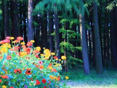 -上海共青森林公园