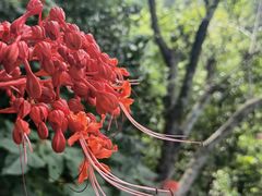 -西双版纳原始森林公园